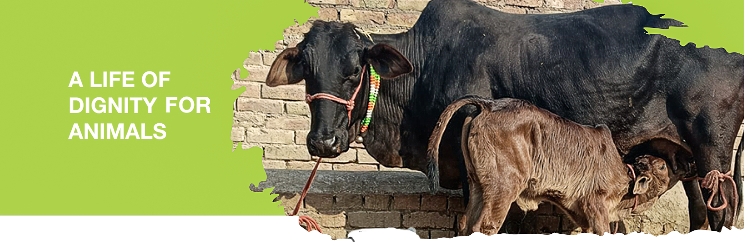 Animal Welfare